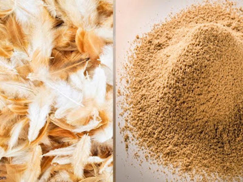 chicken feather meal