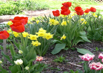 can you use bone meal and blood meal together