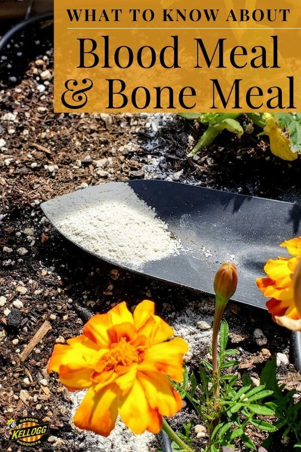 can you use bone meal and blood meal together