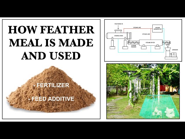 chicken feather meal