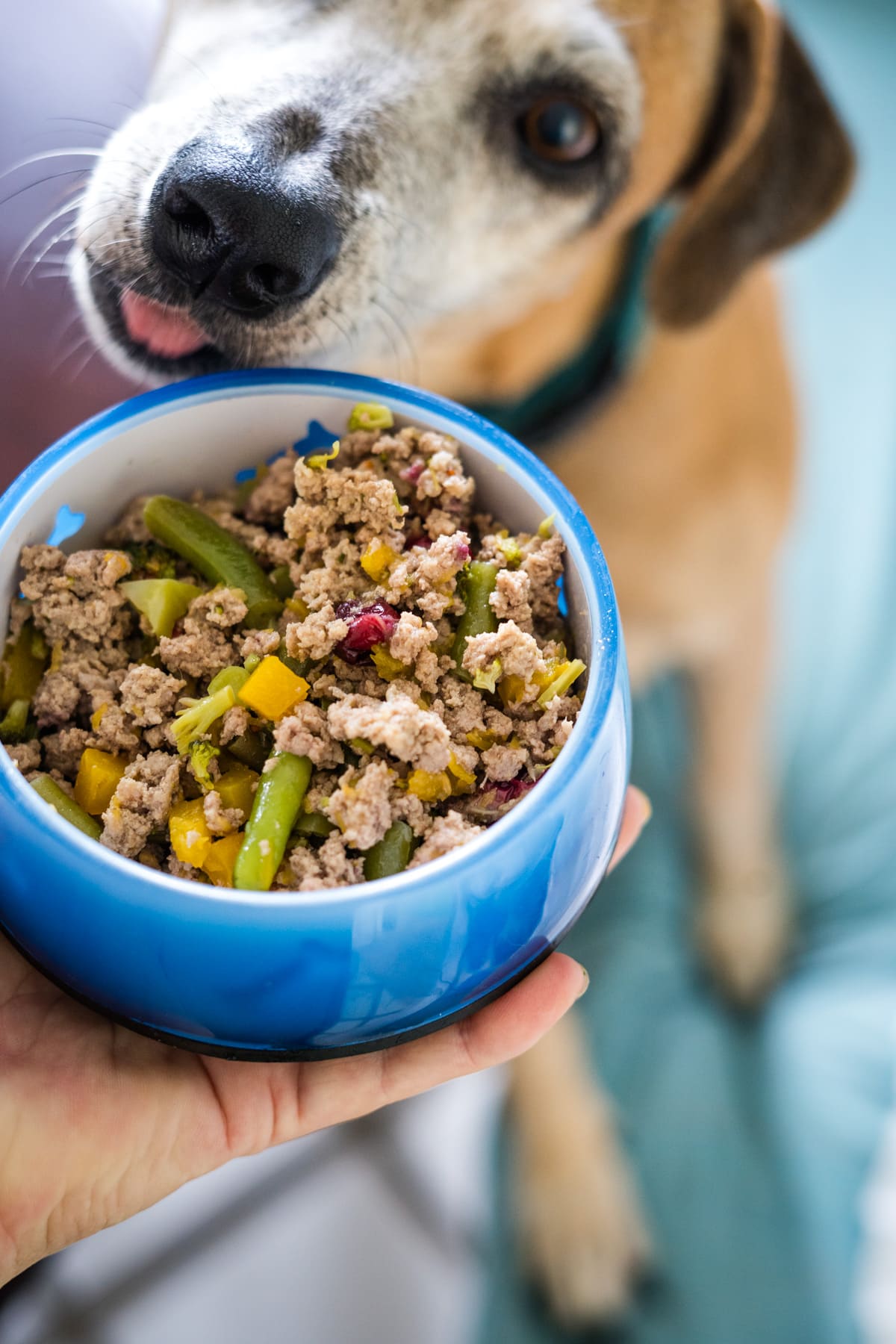 thanksgiving meals for dogs