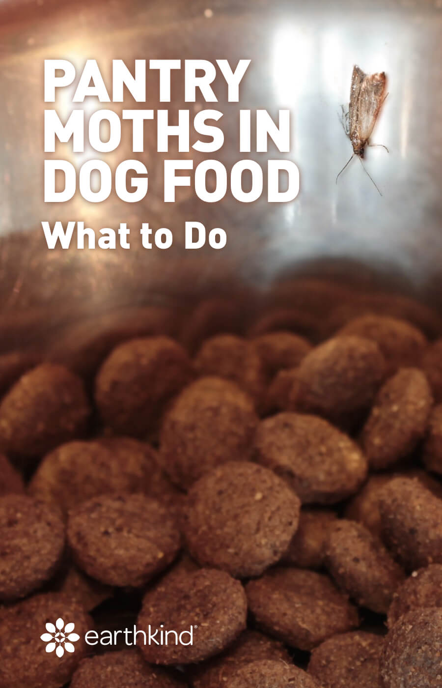 meal moth larvae in dog food