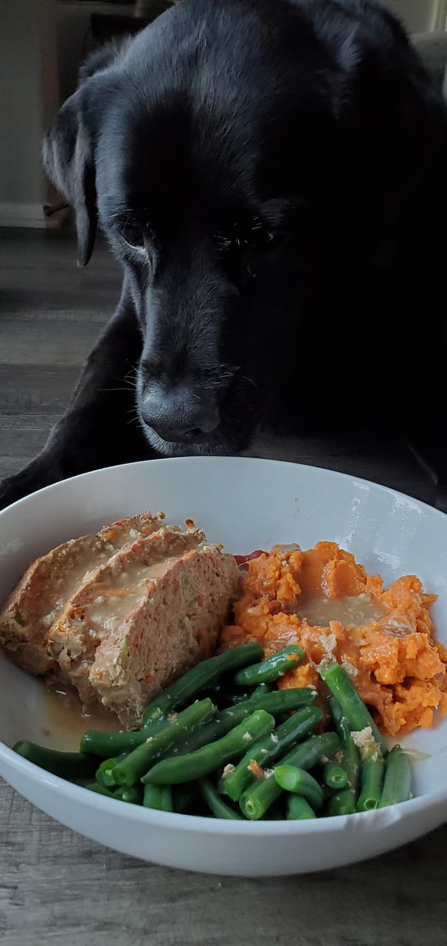 thanksgiving meals for dogs