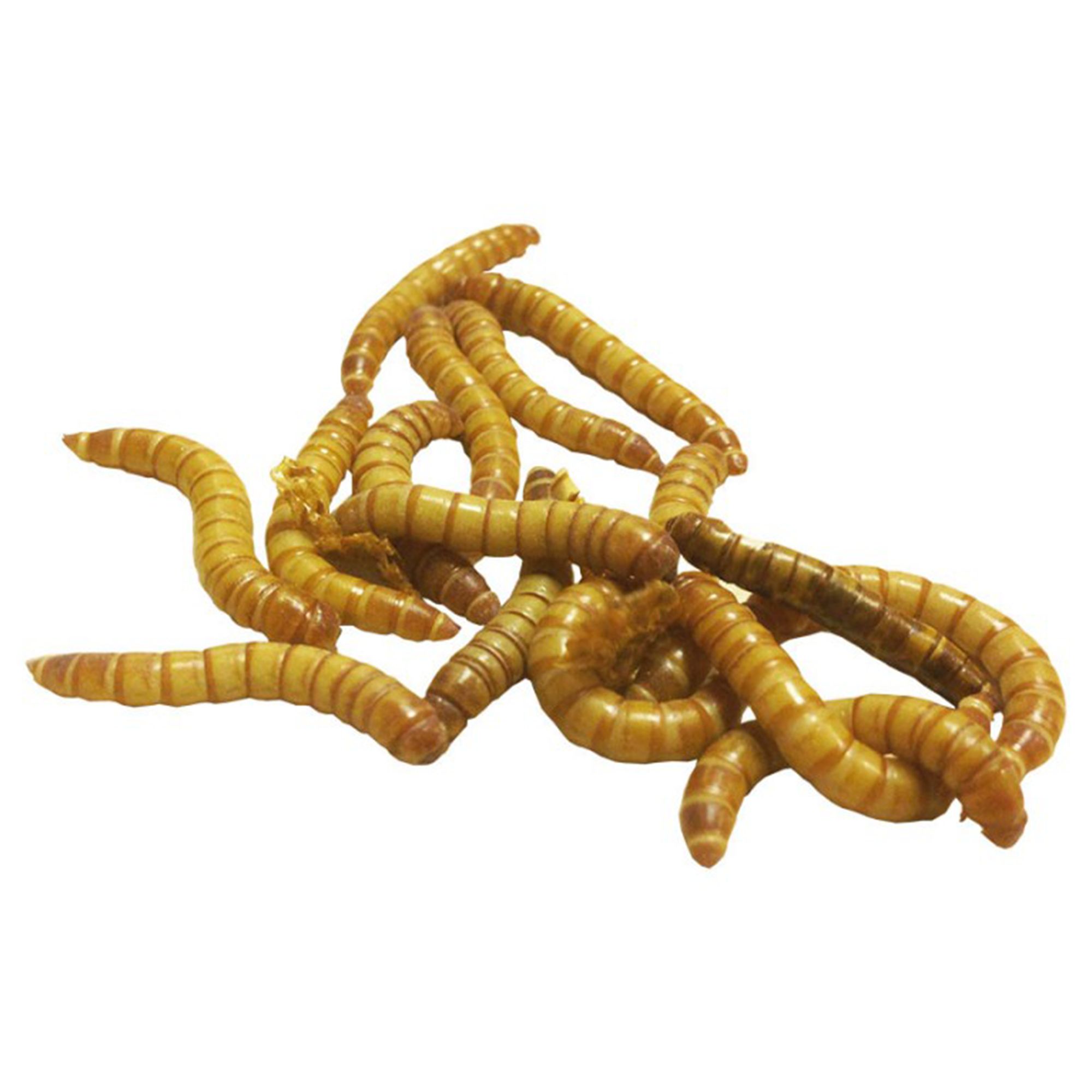 where to buy meal worms