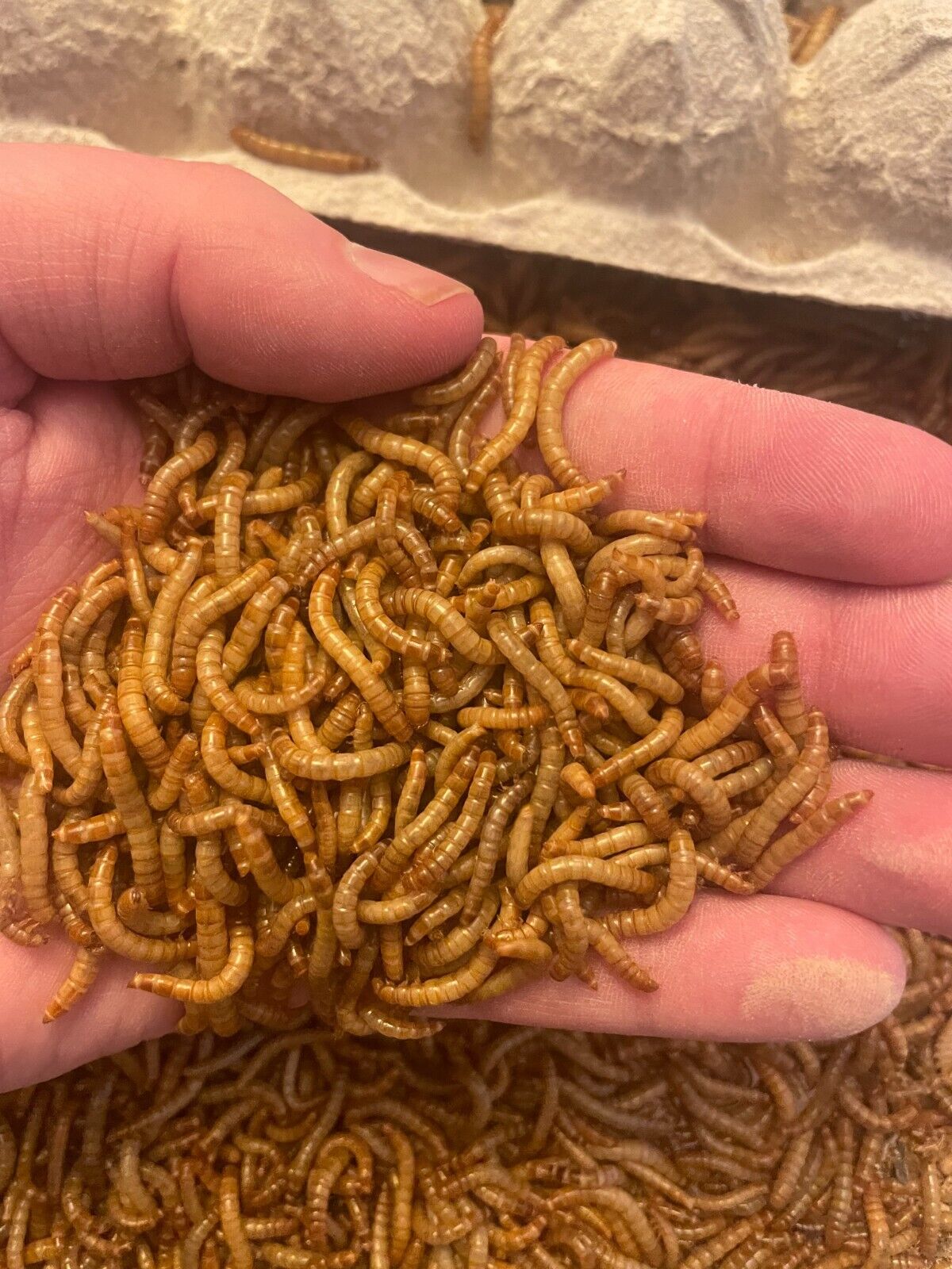 where to buy meal worms