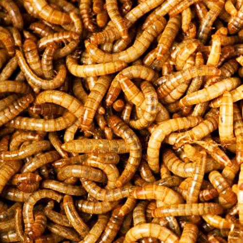 where to buy meal worms