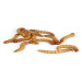 where to buy meal worms