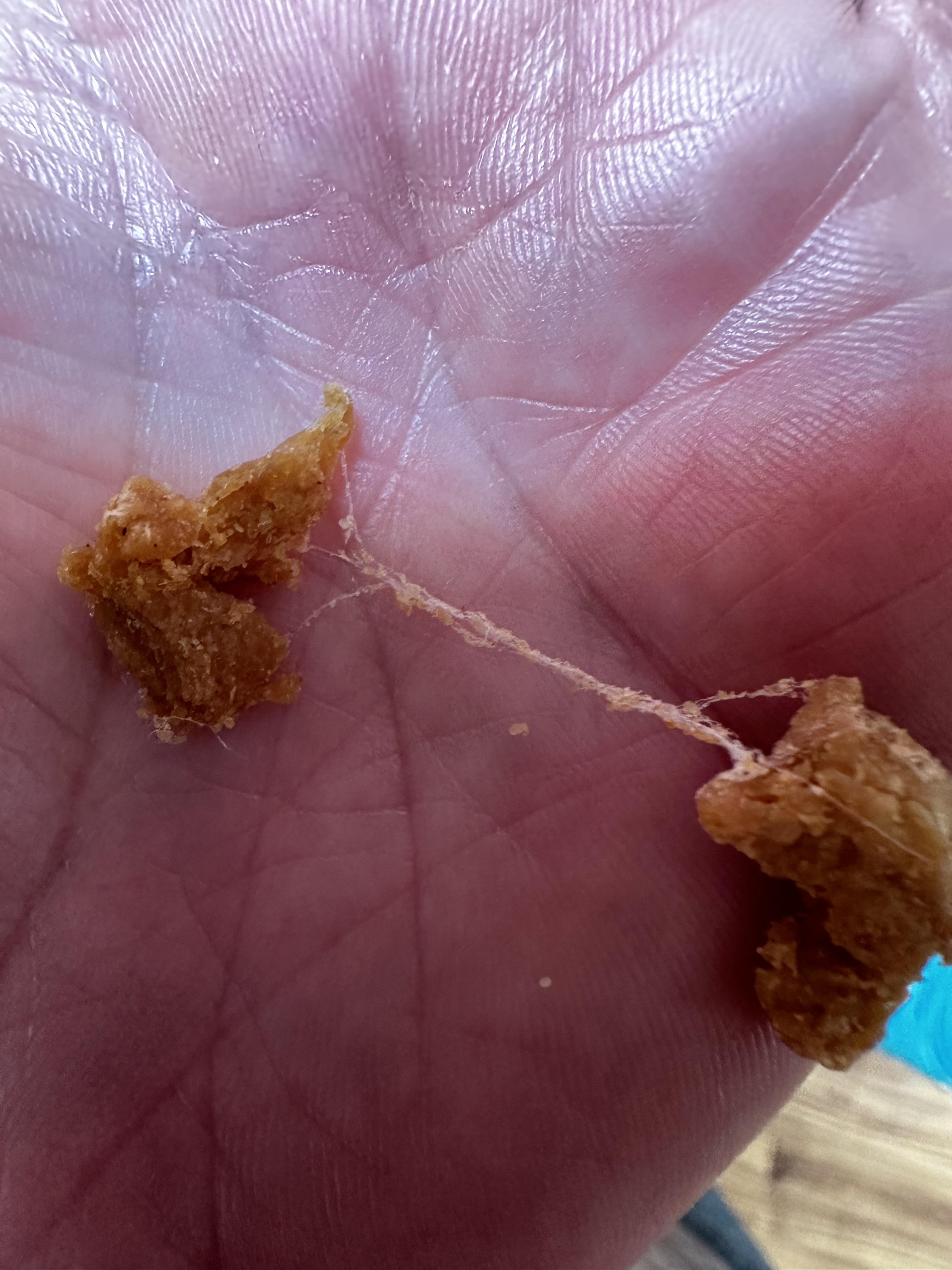 meal moth larvae in dog food