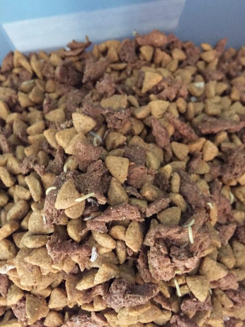 meal moth larvae in dog food