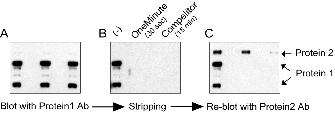 stripping buffer recipe