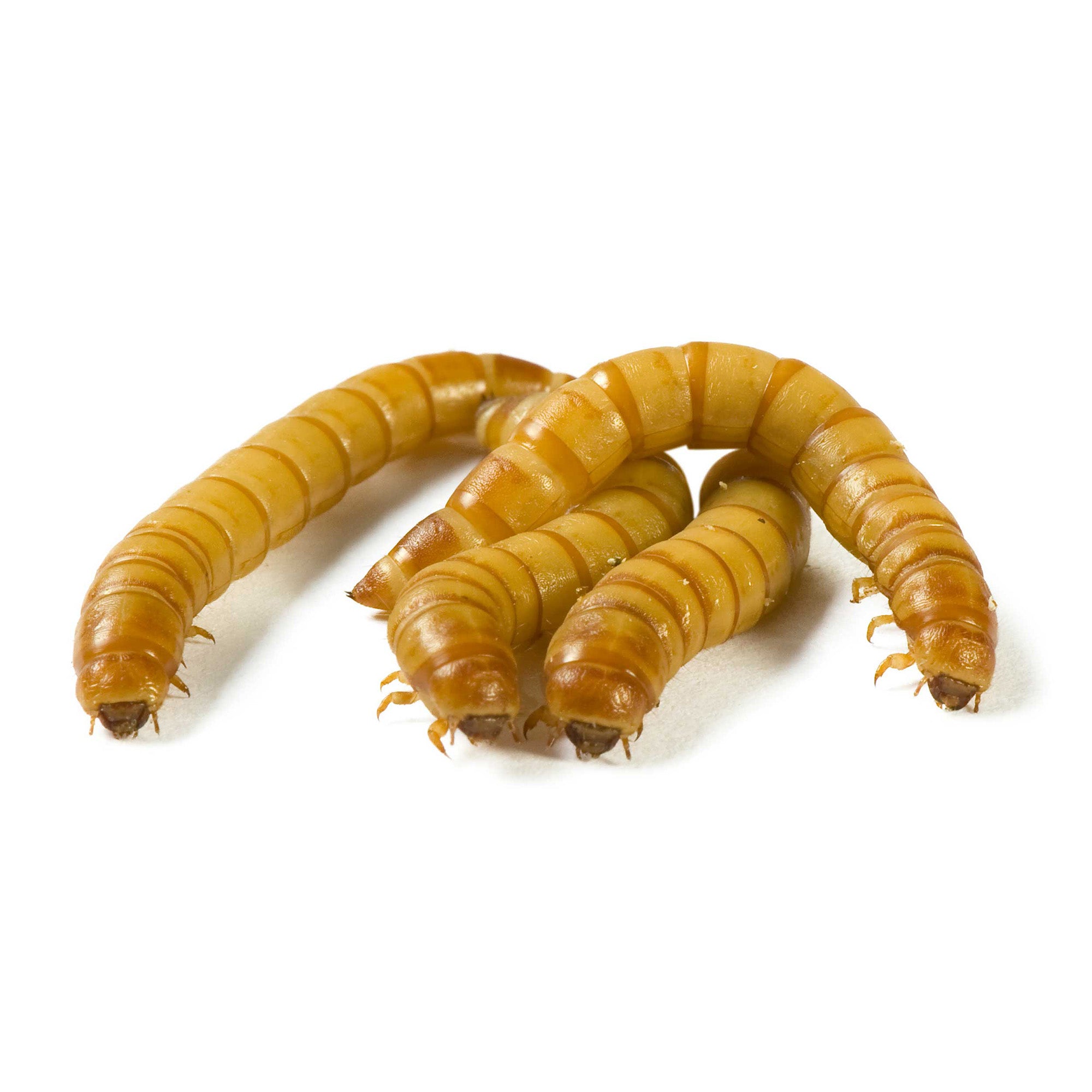 where to buy meal worms