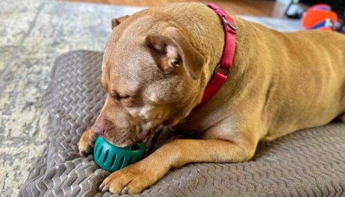 woof pupsicle recipes