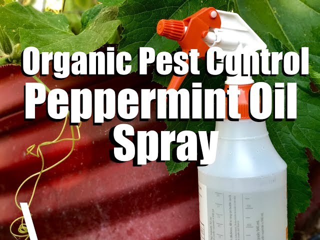 peppermint oil bug spray recipe