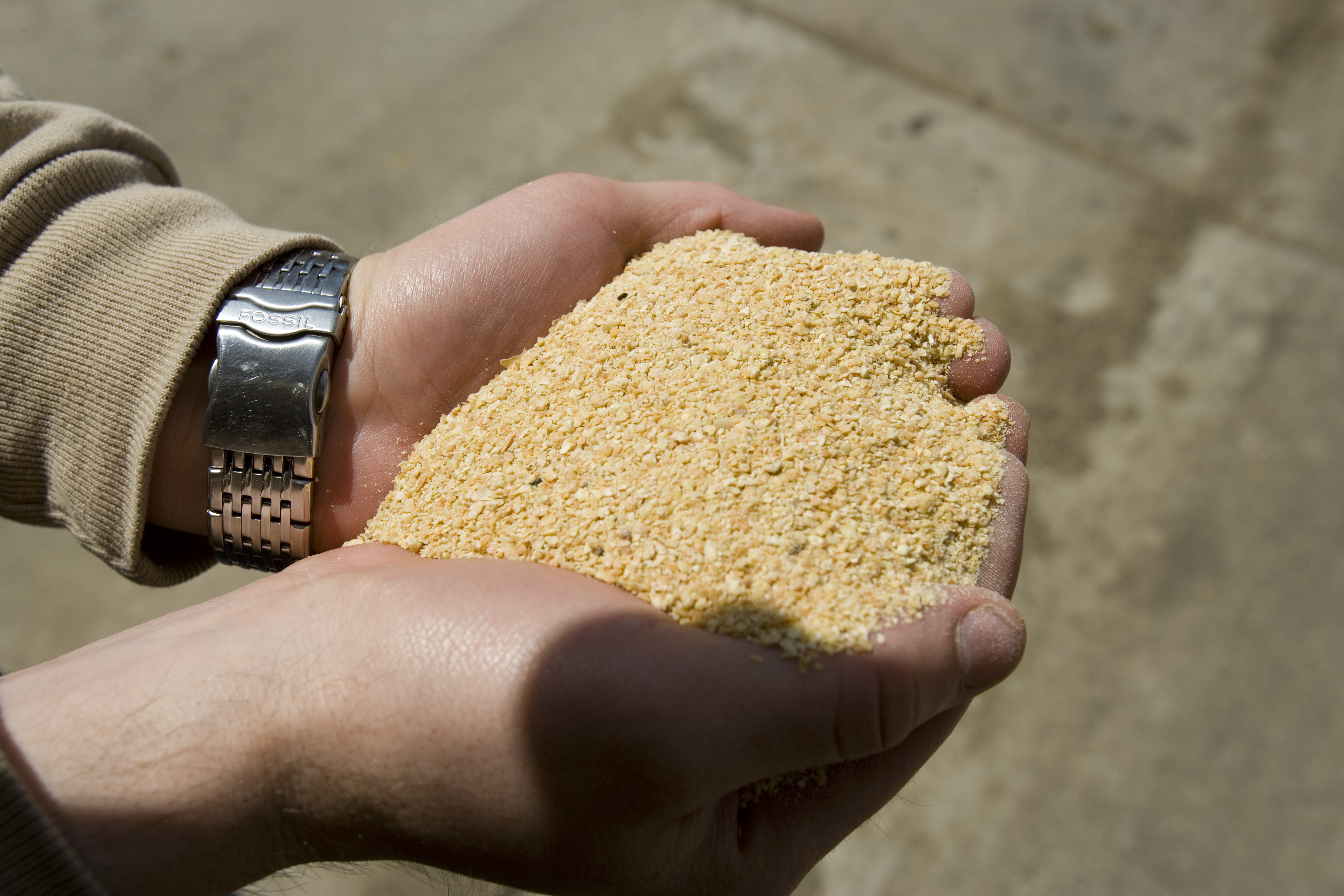 soybean meal