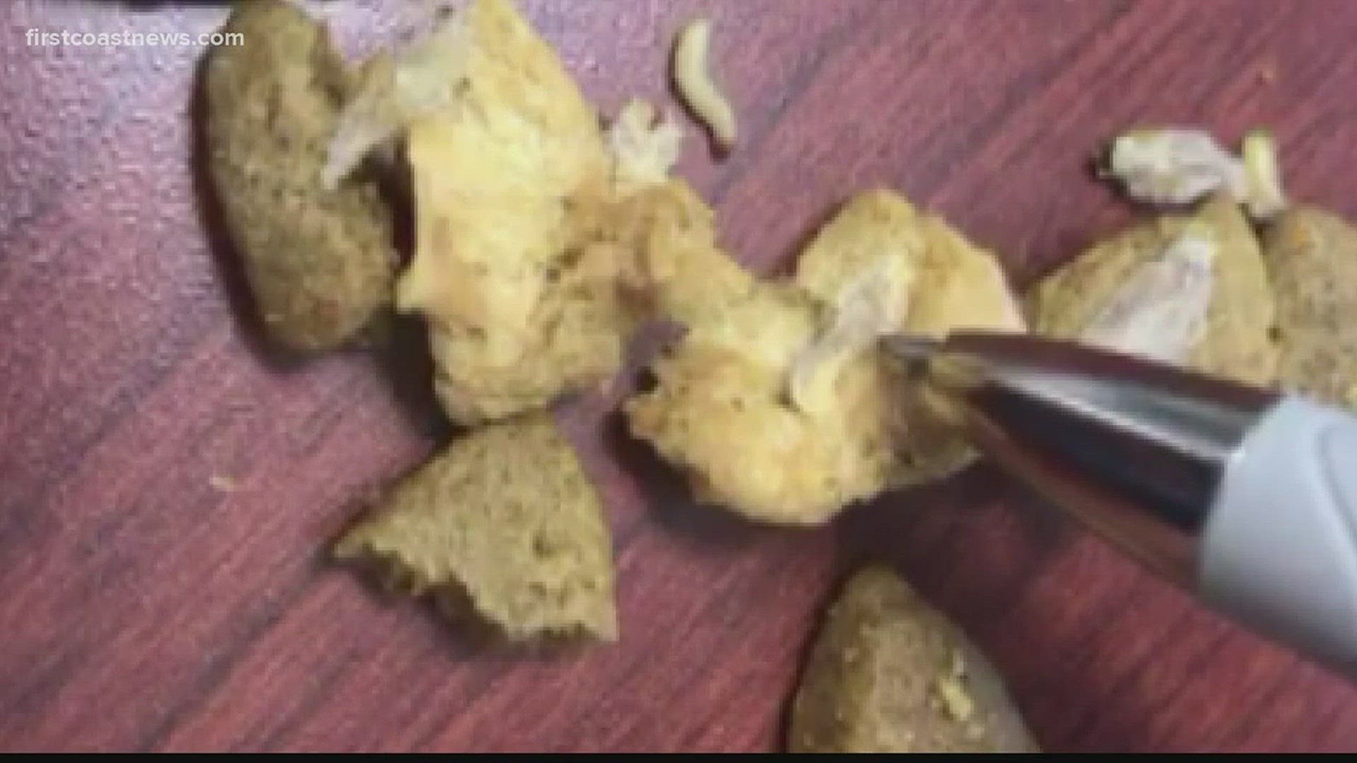 meal moth larvae in dog food
