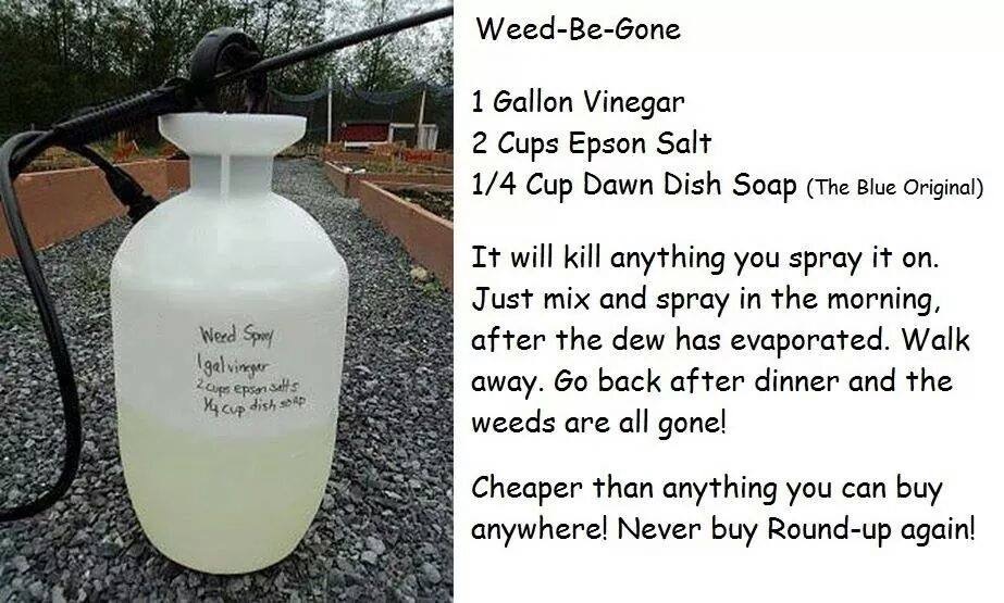 vinegar dawn killer recipe