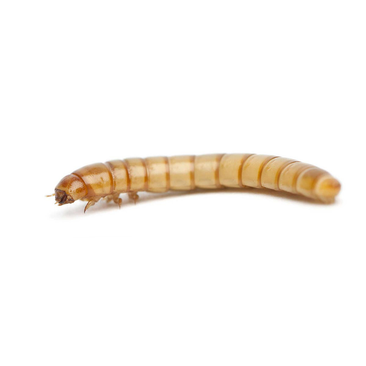 where to buy meal worms