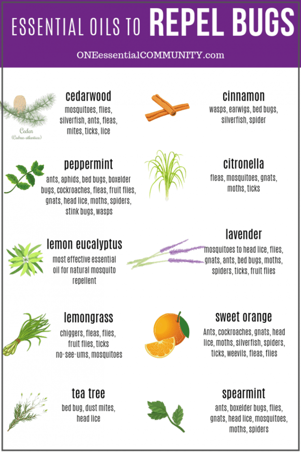 peppermint oil bug spray recipe
