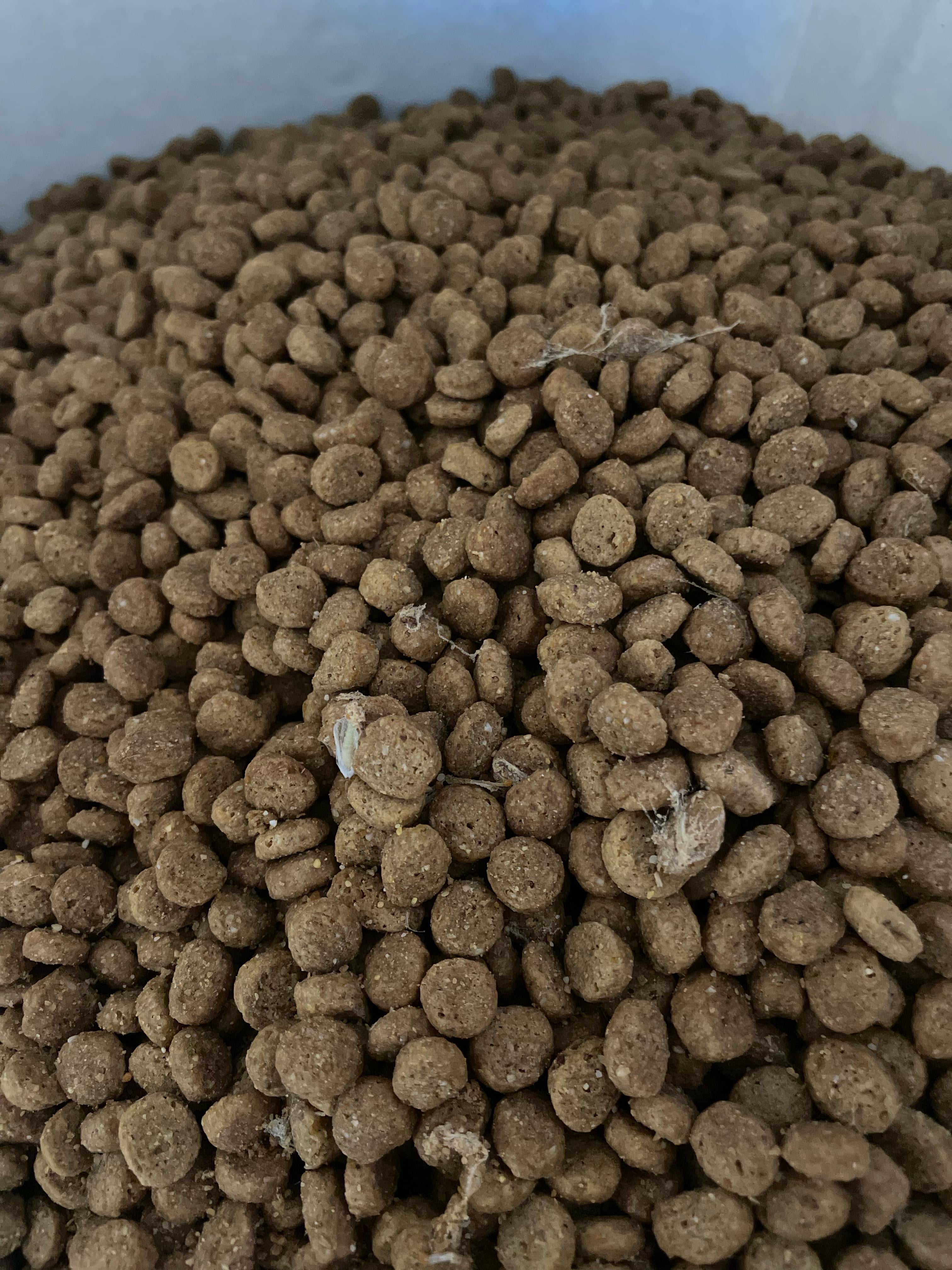 meal moth larvae in dog food