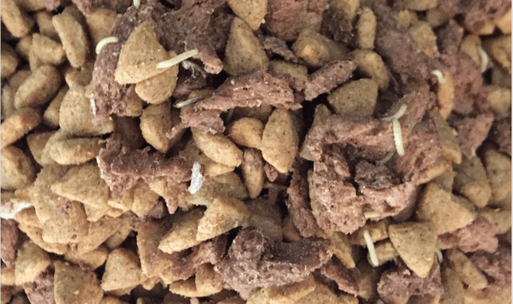 meal moth larvae in dog food